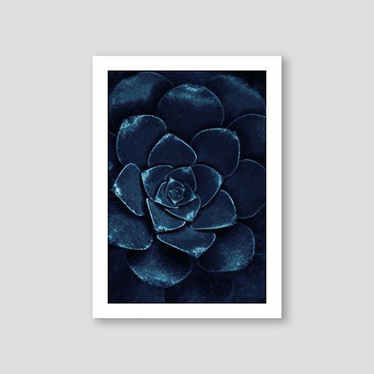 Sempervivum Blue #1 - Doenvang