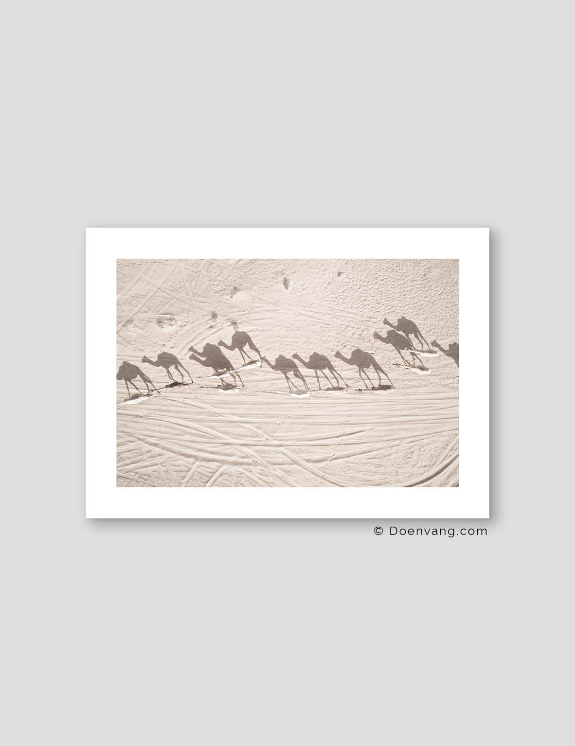 Desert Camels, Drone | UAE 2021