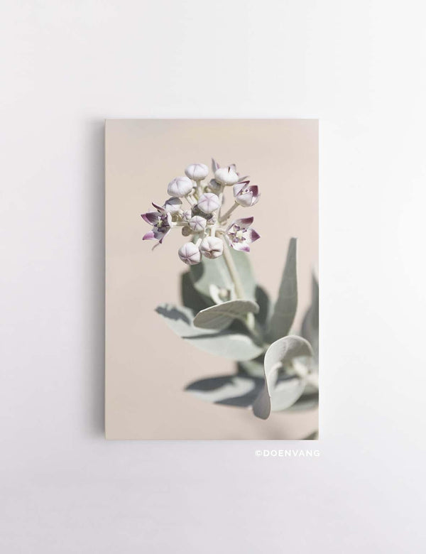 CANVAS | Desert Flower #2 - Doenvang