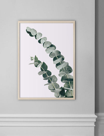 Eucalyptus #1 - Doenvang