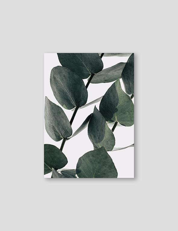 Eucalyptus #2 - Doenvang