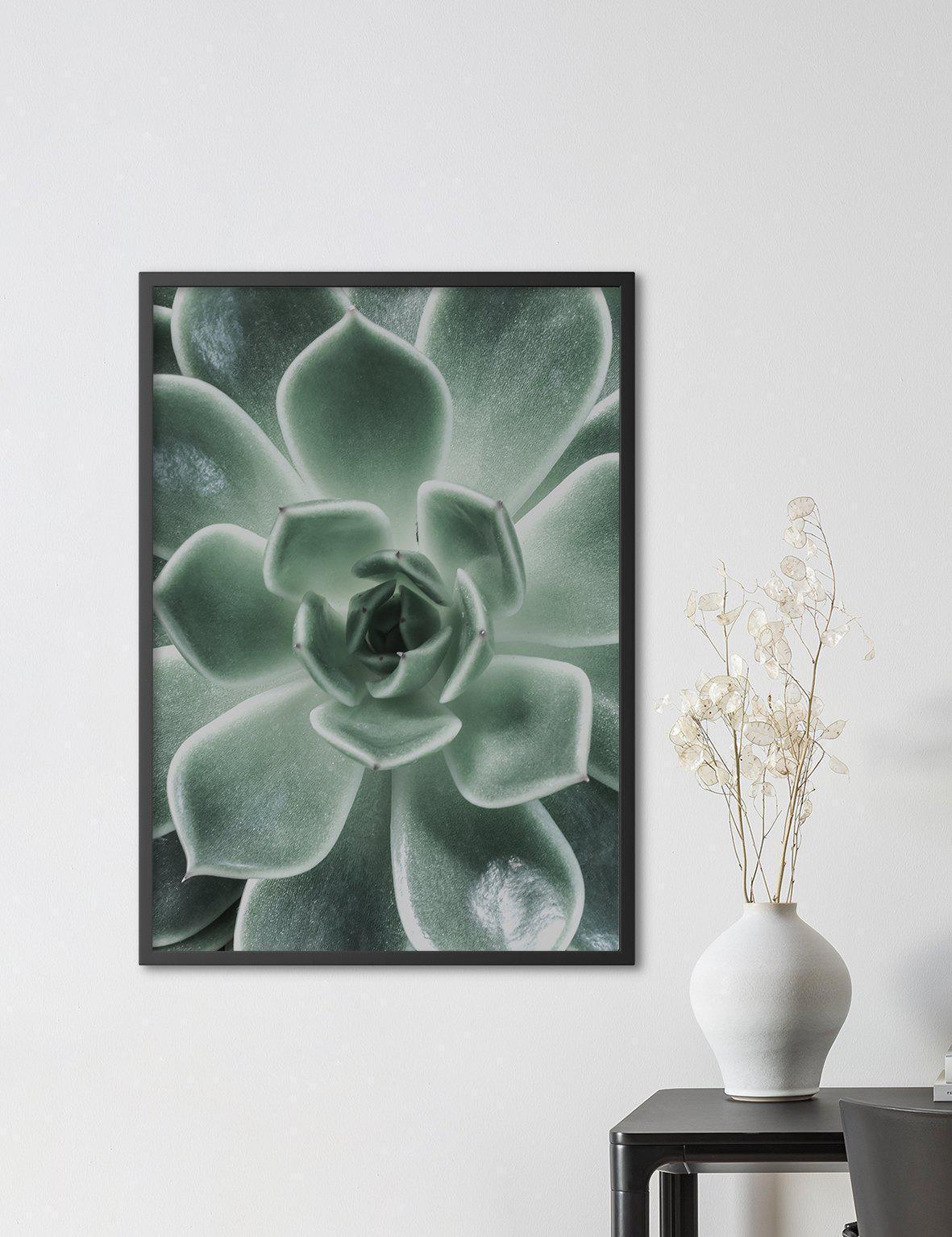 Green Sempervivum - Doenvang