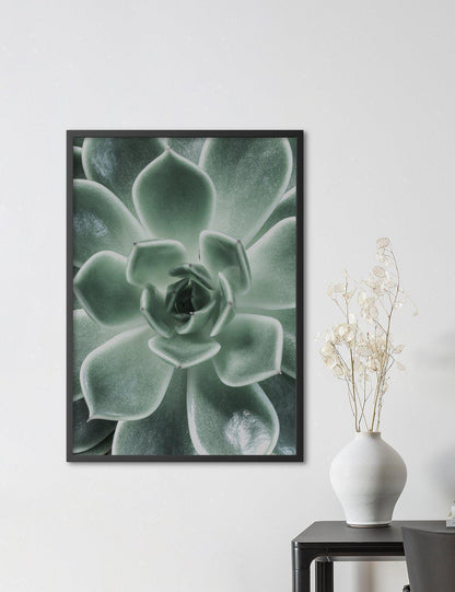 Green Sempervivum - Doenvang