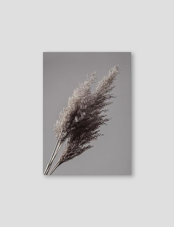 Grey Reeds #1 - Doenvang