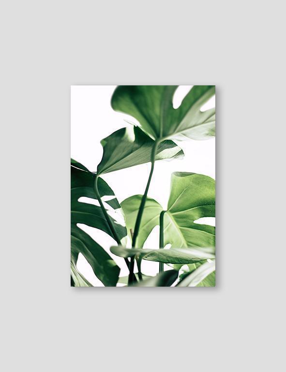 Monstera #3 - Doenvang