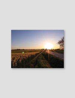 Mustard Field - Doenvang