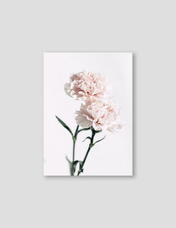 Pink Carnations #3 - Doenvang