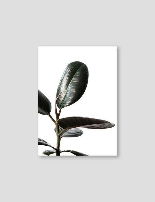 Rubberplant #1 - Doenvang