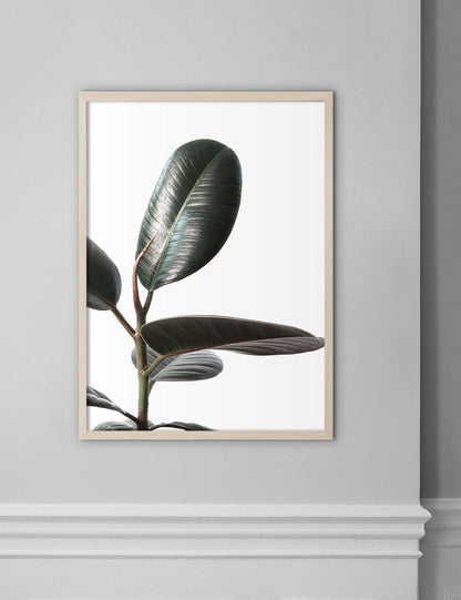 Rubberplant #1 - Doenvang
