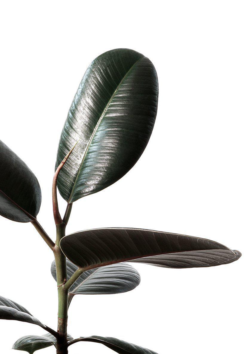 Rubberplant #1 - Doenvang