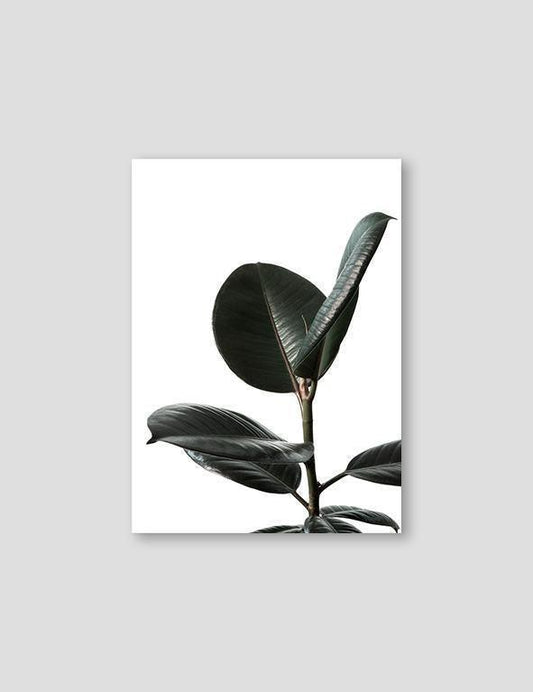Rubberplant #2 - Doenvang