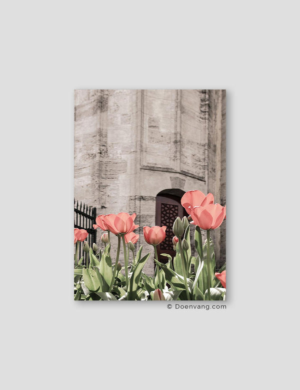 Tulips and Mosque, Istanbul - Doenvang