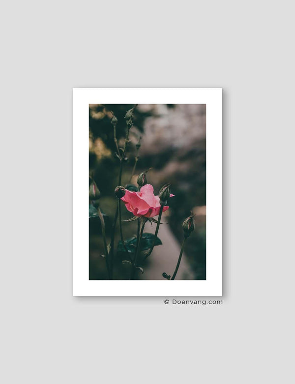 Turkish Analog Rose #2 | Turkey 2022 - Doenvang