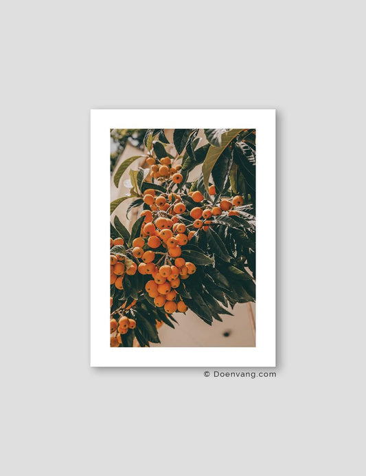 Turkish Loquat #1 | Turkey 2022 - Doenvang