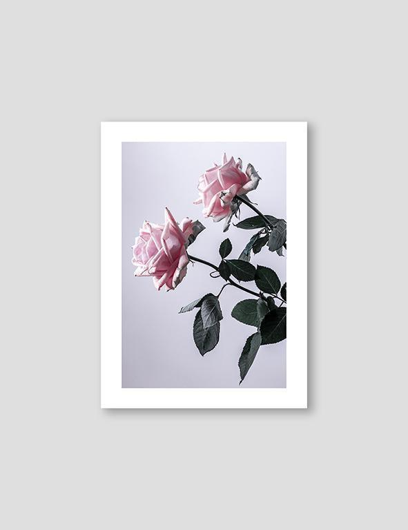 Two Pink Roses Sideways - Doenvang