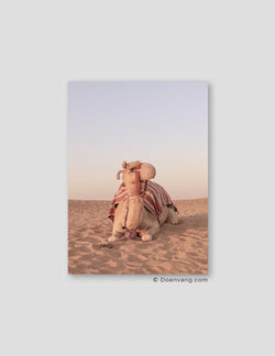 UAE Camel, UAE2020 - Doenvang