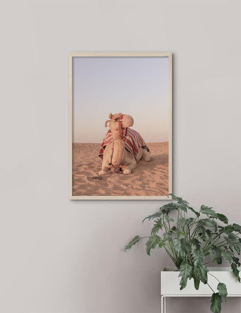UAE Camel, UAE2020 - Doenvang