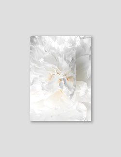White Flower - Doenvang